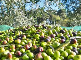 Raccolta olive: metodi e attezzature attuali